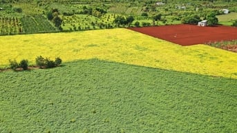 Mã vùng trồng nội địa - chuẩn hóa nông sản từ bên trong