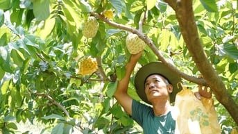 Phát triển kinh tế nhờ các loại na