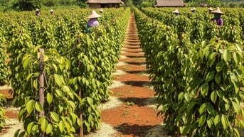 Giá tiêu hôm nay 19/8: Cung không đủ cầu, Việt Nam tăng nhập khẩu