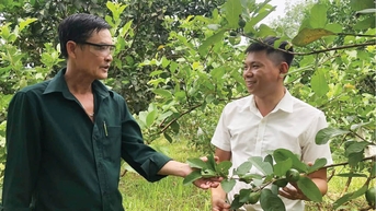 Yêu đất, mê cây