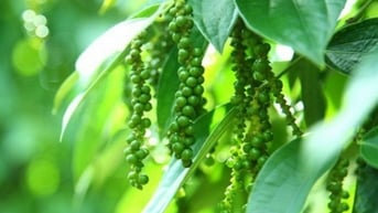 Giá tiêu hôm nay 2/8/2025: Giữ giá không đổi