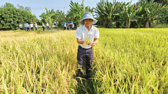 Tăng cường các hoạt động khuyến nông thúc đẩy sản xuất lúa chất lượng cao, phát thải thấp tại ĐBSCL