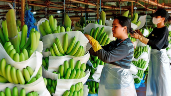 Tây Gia Lai: “Thủ phủ mới” của nông nghiệp công nghệ cao