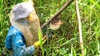 Mùa “dọn tổ” của thợ “ăn ong”