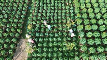 Làng hoa Sa Đéc (Đồng Tháp): Tất bật xuống giống phục vụ thị trường Tết Nguyên đán 2026