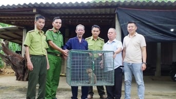 UBND xã Long Quảng phối hợp tiếp nhận 1 cá thể khỉ đuôi lợn