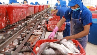 Xuất khẩu cá tra tăng trưởng tích cực, chế biến sâu bứt phá