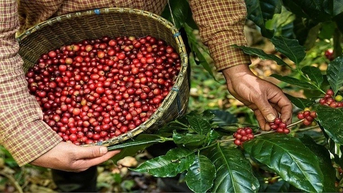 Giá cà phê trong nước tiếp tục lập kỷ lục mới, tiến sát 124.000 đồng/kg