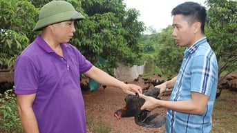Anh Giáp Quý Cường: Đưa gà đồi Yên Thế “bay” xa