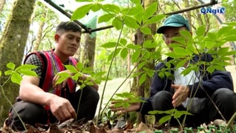 Thanh niên Măng Ri khởi nghiệp từ Sâm Ngọc Linh