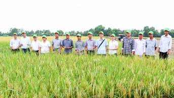 Nhân rộng mô hình lúa giảm phát thải, hướng đến nông nghiệp bền vững