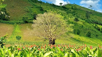 Mùa hoa dong riềng bên núi Chư Đang Ya