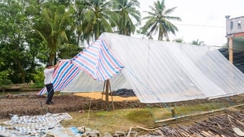 Giá lúa lao dốc, nông dân đứng ngồi không yên