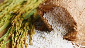 Giá lúa gạo hôm nay 22/8: Lúa tươi, gạo xuất khẩu chững giá