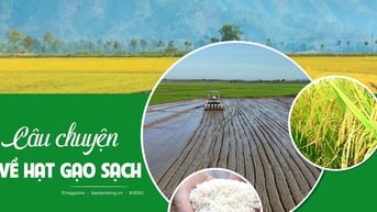 깨끗한 쌀 이야기