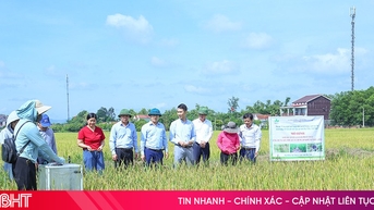 គំរូផលិតកម្មស្រូវកាត់បន្ថយការបញ្ចេញឧស្ម័នផ្តល់លទ្ធផលវិជ្ជមាន