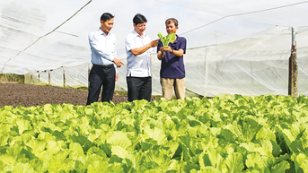 Hợp lực nâng chất chuỗi giá trị nông sản