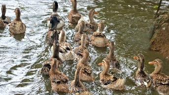 ទា Minh Huong - រឿងពីទន្លេ វាលស្រែ និងក្តីប្រាថ្នាទៅឆ្ងាយ