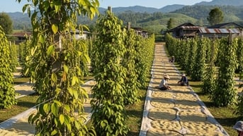 Giá tiêu hôm nay 25/8/2025: Việt Nam giữ vững vị thế giữa biến động
