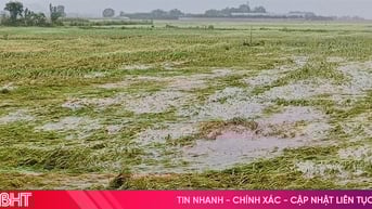 Nhiều cánh đồng lúa ở Hà Tĩnh đổ rạp, ngập úng