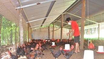 Giúp dân phòng, chống dịch bệnh cho vật nuôi trong mùa mưa