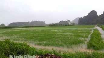 Hơn 34 nghìn ha lúa bị ảnh hưởng do bão số 5