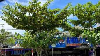 Yêu cầu chủ nhà hàng Laluna tự tháo dỡ công trình xây dựng trái phép