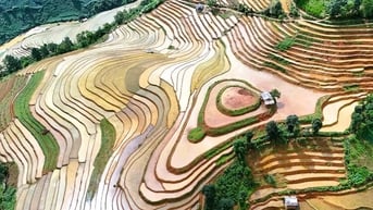 Ruộng lúa ‘hai trái tim’ ở Mù Cang Chải
