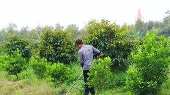 Sử dụng phân bón trong mùa mưa