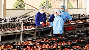 Xuất khẩu rau quả sang Liên minh châu Âu tăng mạnh