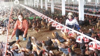 Xử lý ô nhiễm môi trường trong chăn nuôi