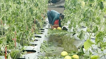 Sau bão số 5, nhà màng, nhà lưới ở Nghệ An hư hỏng nặng, nông dân thiệt hại hàng tỷ đồng