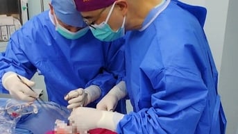 Lần đầu tiên cấy ghép phổi lợn cho người