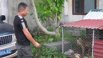 Động vật hoang dã từ đồi rừng Thiên Văn tấn công người dân