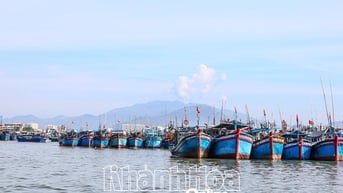 Nhiều tàu câu cá ngừ đại dương nằm bờ