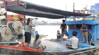 Ngư dân Nghệ An khắc phục khó khăn, ra khơi sau bão