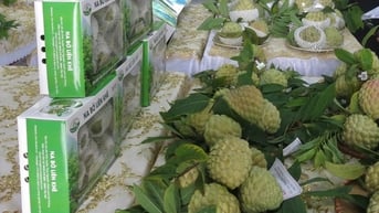 Nông dân trồng na có thu nhập trung bình 200 triệu đồng/ha