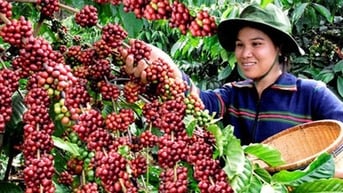 Cà phê thế giới khan hiếm, Việt Nam có phá vỡ kịch bản ‘được mùa mất giá’?