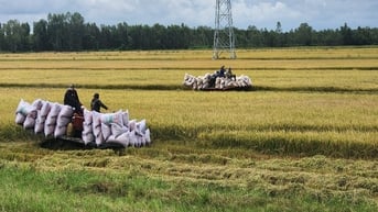 Vì sao giá lúa gạo ở miền Tây giảm mạnh?