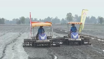 An Giang triển khai mô hình lúa chất lượng cao, giảm phát thải phục vụ xuất khẩu