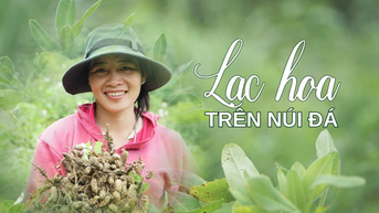 Lạc hoa trên núi đá