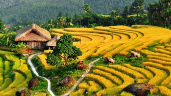 ដំណើរ​ទៅ​ទិស​ពាយ័ព្យ​ក្នុង​រដូវ​ស្រូវ​ទុំ៖ ដំណើរ​ឆ្ពោះ​ទៅ​កាន់​សម្រស់​ពណ៌​មាស​នៃ​ភ្នំ និង​ព្រៃ