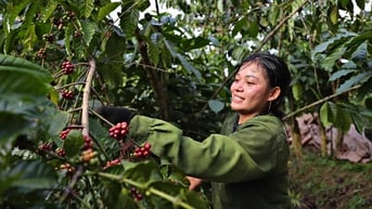 Giá cà phê hôm nay 27/8/2025: Chấm dứt đà tăng