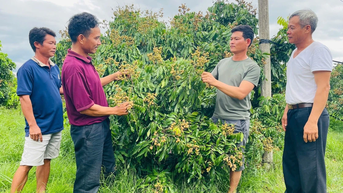 Nông dân Ia Pa liên kết phát triển cây ăn trái