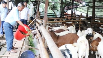 Thu tiền tỷ từ nuôi dê