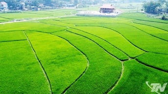 Tín chỉ carbon - đa lợi ích trong canh tác lúa