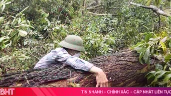 Tìm phương án xử lý hơn 28.000 ha rừng trồng gãy, đổ sau bão số 5