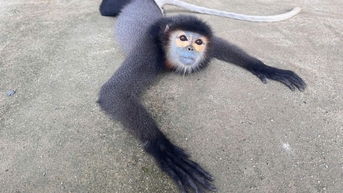 ឃើញ Douc langur ដែល​រង​របួស​ដ៏​កម្រ ប្រជាពលរដ្ឋ​បាន​យក​វា​ទៅ​កាន់​អាជ្ញាធរ។