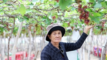 칸호아, 2개 원자력발전소 재개발에 3조2000억 동 배정 제안
