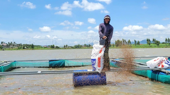 Ổn định sinh kế nhờ nuôi cá lồng bè tại hồ thủy điện An Khê-Ka Nak